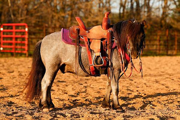 blue-roan-pony-gelding