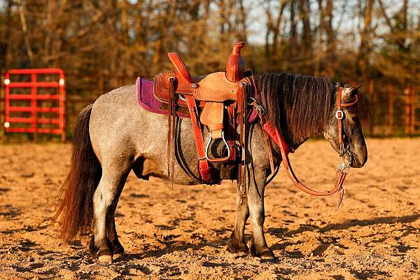 blue-roan-all-around-pony