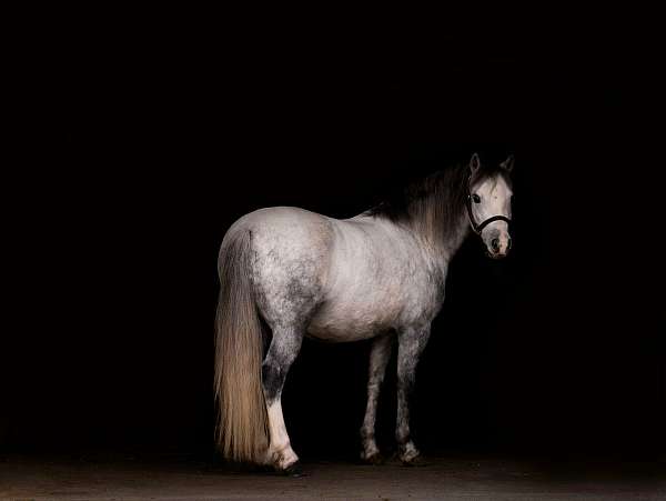 athletic-pony