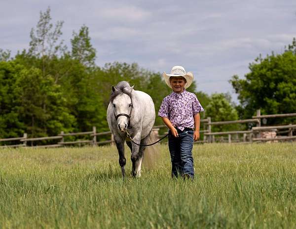beginner-pony