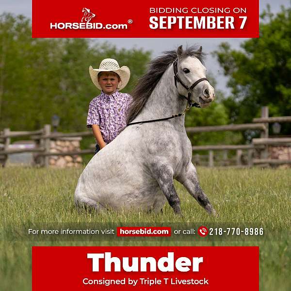 all-around-pony