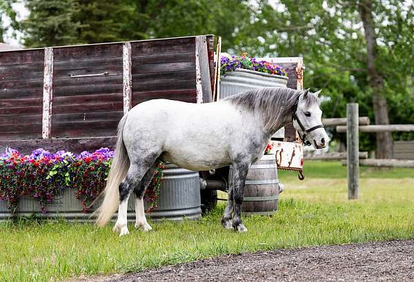 driving-pony