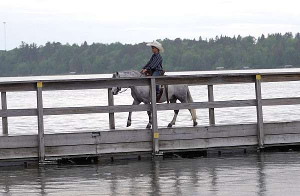 kid-safe-pony