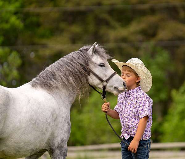 ranch-pony