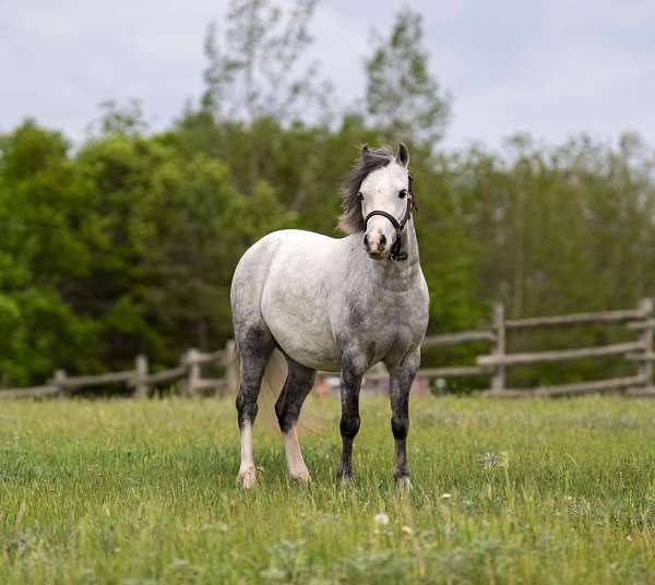 working-cattle-pony