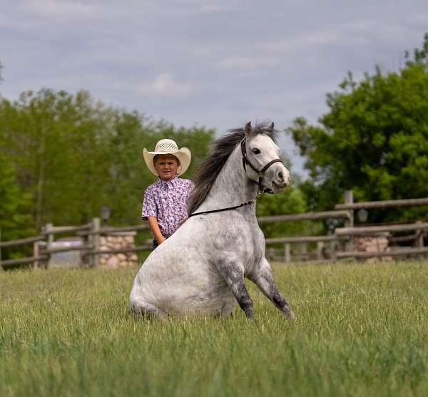 youth-pony