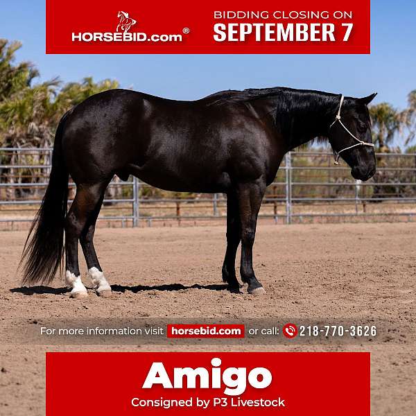 all-around-quarter-horse