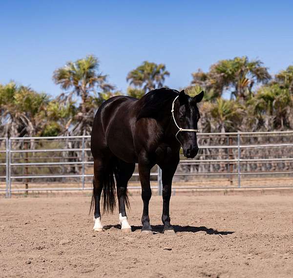 athletic-quarter-horse