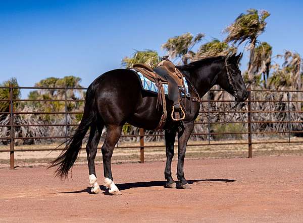 flashy-quarter-horse