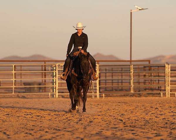 performance-quarter-horse