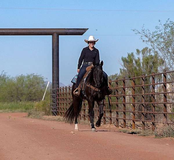 ranch-quarter-horse