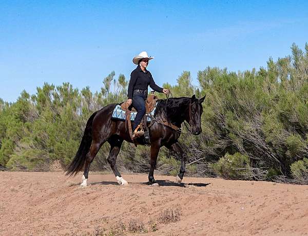 ranch-versatility-quarter-horse