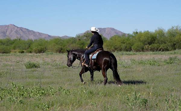 ranch-work-quarter-horse