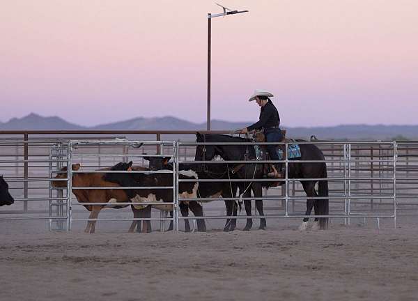 roping-quarter-horse