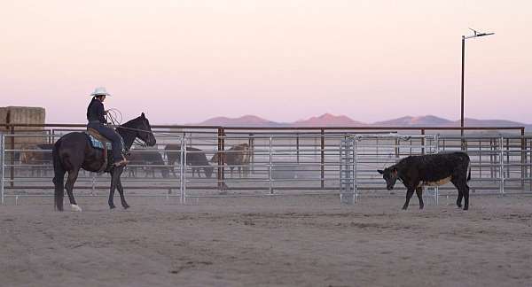 show-quarter-horse