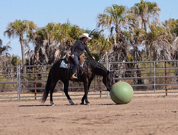 trail-quarter-horse