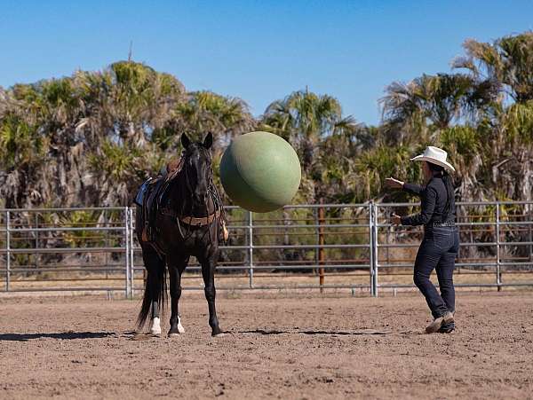 western-riding-quarter-horse