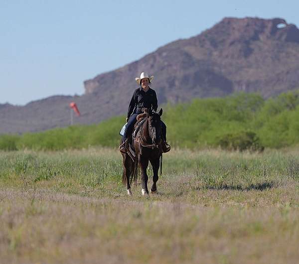 working-cattle-quarter-horse