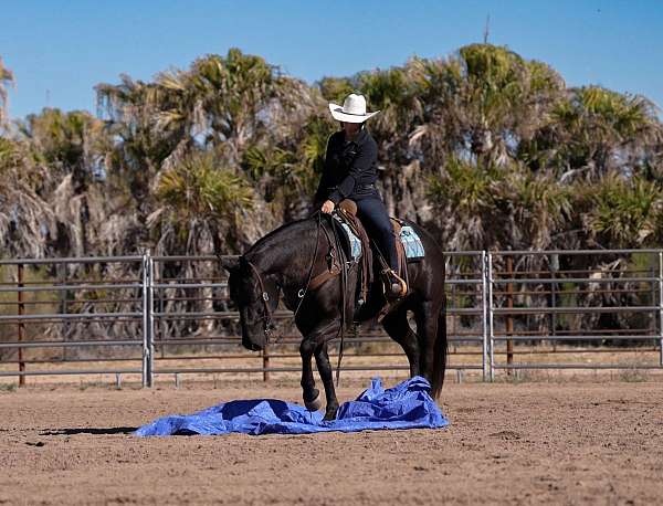 working-cow-quarter-horse