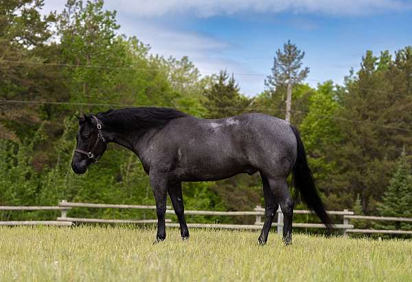 athletic-quarter-horse