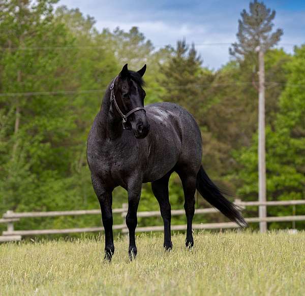 calf-roping-quarter-horse