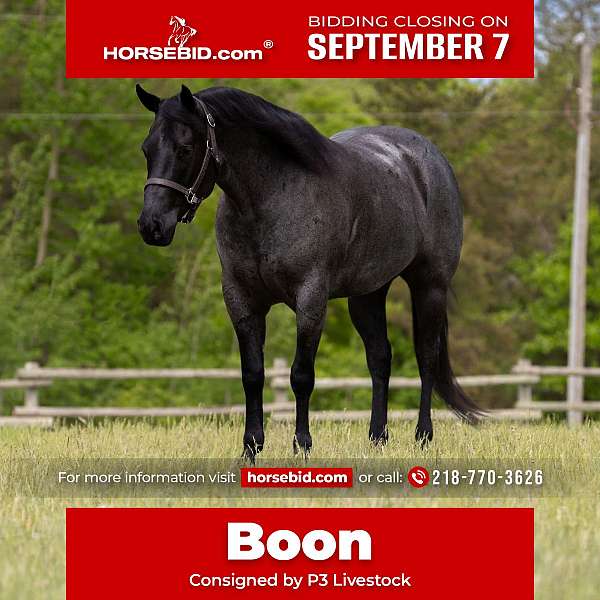 all-around-quarter-horse