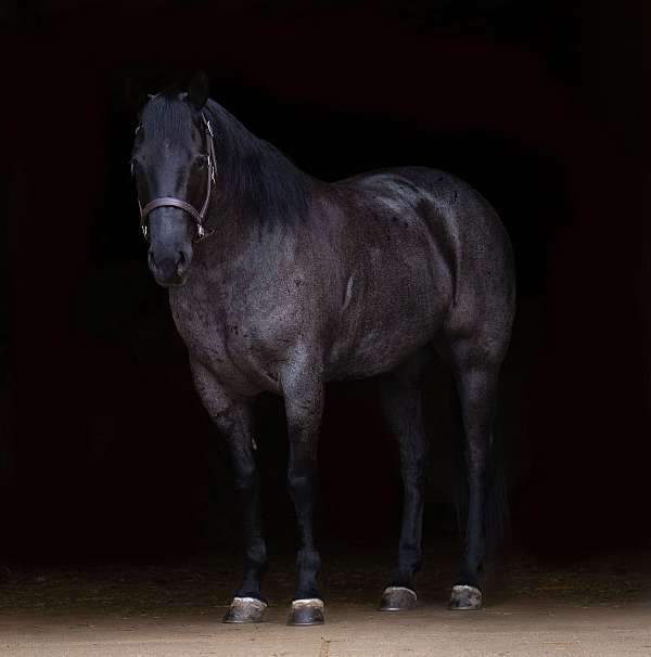 flashy-quarter-horse