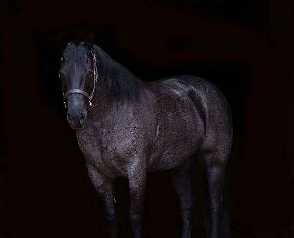 husband-safe-quarter-horse