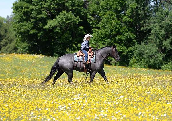 performance-quarter-horse