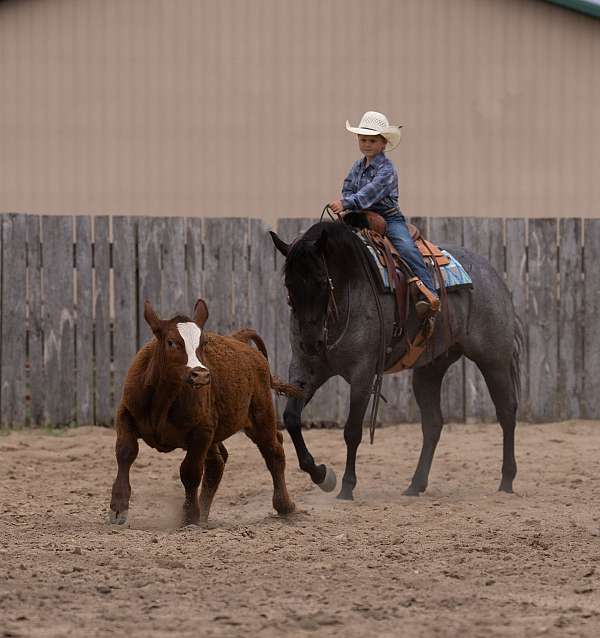 ranch-quarter-horse