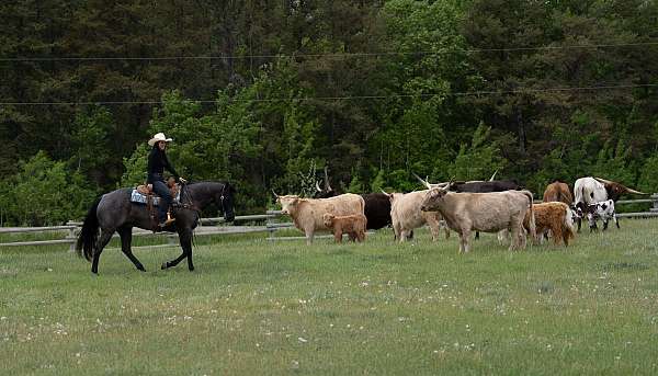 ranch-versatility-quarter-horse