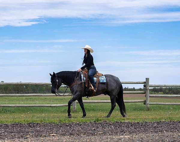 ranch-work-quarter-horse