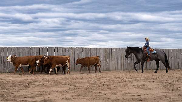 show-quarter-horse
