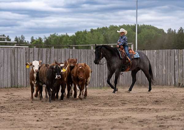 trail-quarter-horse