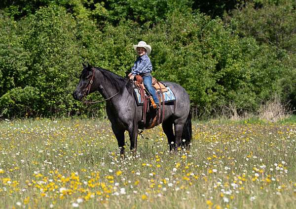 western-riding-quarter-horse