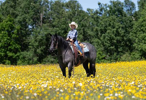 working-cow-quarter-horse