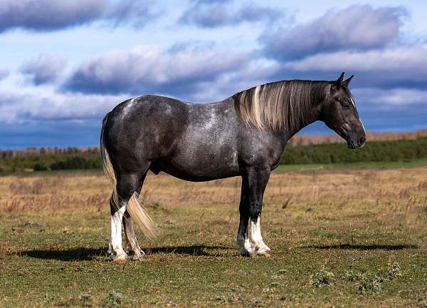 athletic-draft-horse