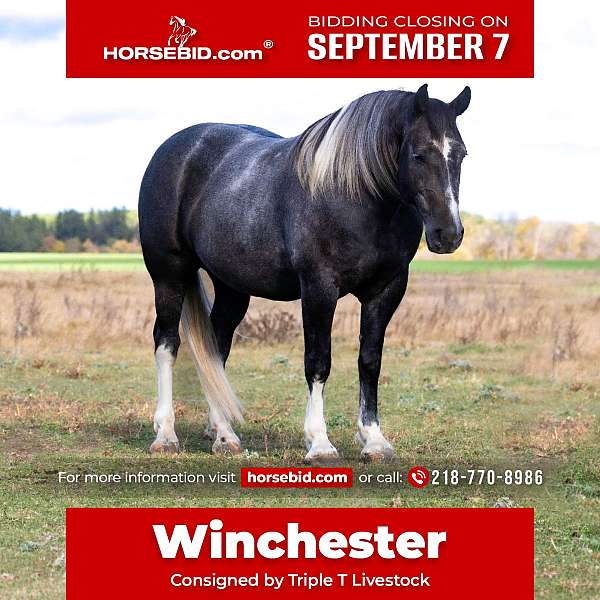 all-around-draft-horse