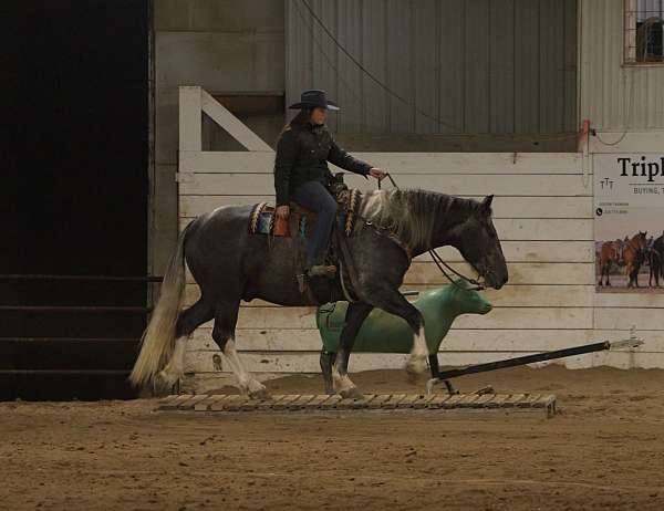 ranch-draft-horse