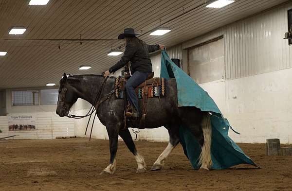 kid-safe-draft-horse