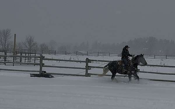 show-draft-horse