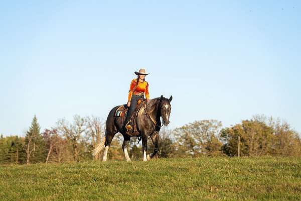 draft-horse