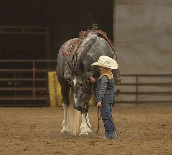 western-riding-draft-horse
