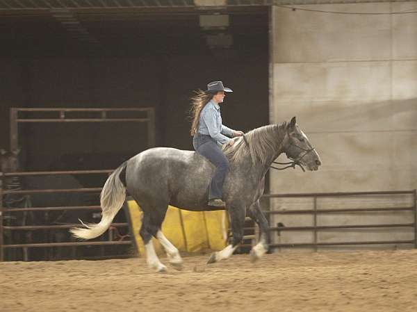 youth-draft-horse