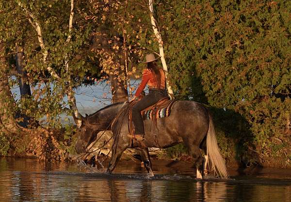 grey-draft-gelding