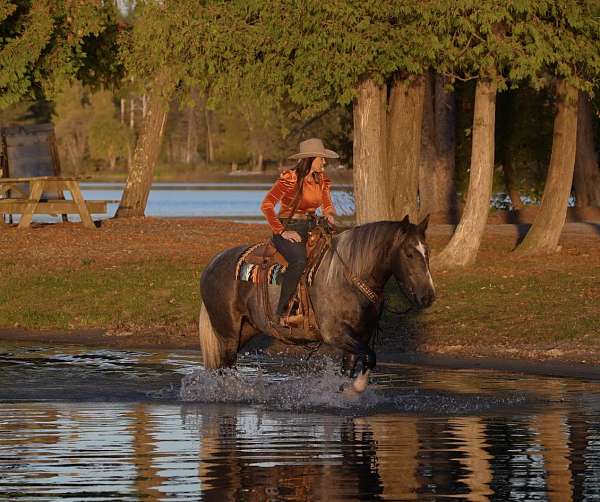grey-all-around-horse