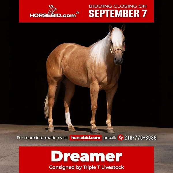 all-around-quarter-horse