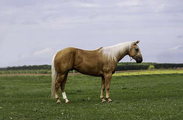athletic-quarter-horse