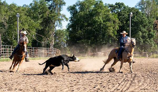 calf-roping-quarter-horse