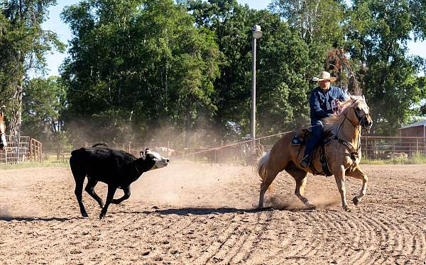flashy-quarter-horse